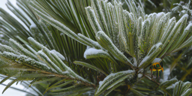  雪/落雪/植物/雪落到植物上